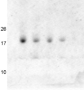RAF2 | Rubisco accumulation factor 2 in the group Antibodies Plant/Algal / Photosynthesis / RUBISCO/Carbon metabolism at Agrisera AB (Antibodies for research) (AS13 2729)